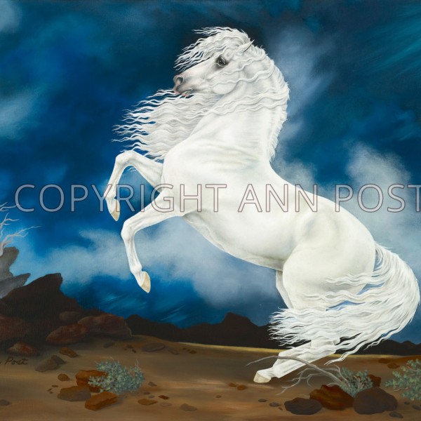 Wild White Mare