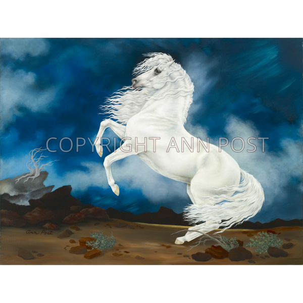 Wild White Mare